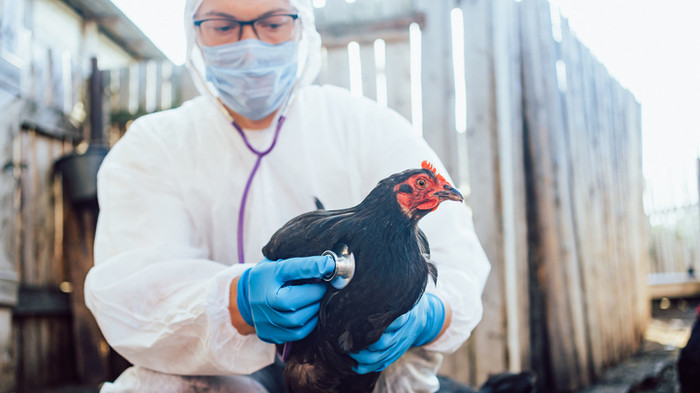Gripe Aviária: impactos na saúde, economia e agronegócio