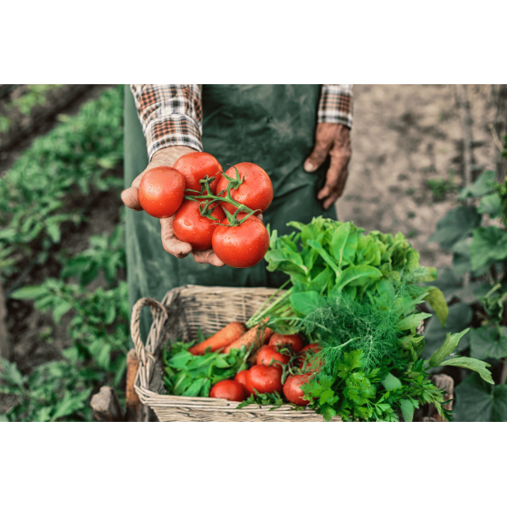 ENTENDA O QUE SÃO OS TERMOS AGTECH E FOODTECH E SUAS INFLUÊNCIAS NOS AMBIENTES AGRÍCOLAS