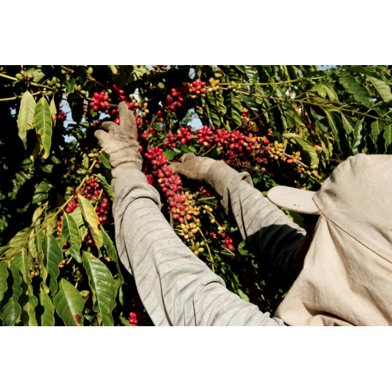 AS PERSPECTIVAS PARA A PLANTAÇÃO DE CAFÉ EM 2021