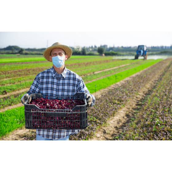 AS PROJEÇÕES PARA O PIB DO AGRONEGÓCIO