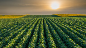 Agricultura regenerativa: o que é e como implementar em sua produção