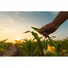 A IMPORTÂNCIA DO AGRONEGÓCIO NO BRASIL