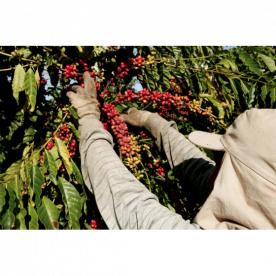 AS PERSPECTIVAS PARA A PLANTAÇÃO DE CAFÉ EM 2021