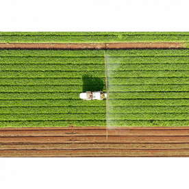 A IMPORTÂNCIA DE FAZER O CONTROLE DE PLANTAS DANINHAS NO CULTIVO