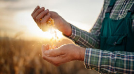 3 dicas para evitar perdas na colheita do milho