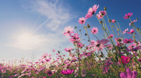 A chegada da primavera e seus impactos