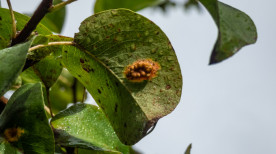 Estratégias de manejo de pragas e doenças sazonais