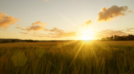  Ondas de calor e agricultura: principais cuidados até junho de 2024