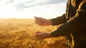 Mudanças climáticas na agricultura: entenda sua influência