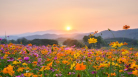 Como a chegada da primavera influencia na agricultura?