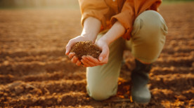 Tipos de solo mais comuns no Brasil e como fertilizá-los de forma inteligente
