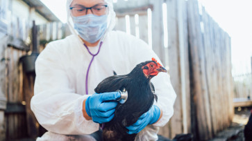 Gripe Aviária: impactos na saúde, economia e agronegócio