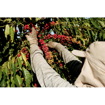 AS PERSPECTIVAS PARA A PLANTAÇÃO DE CAFÉ EM 2021