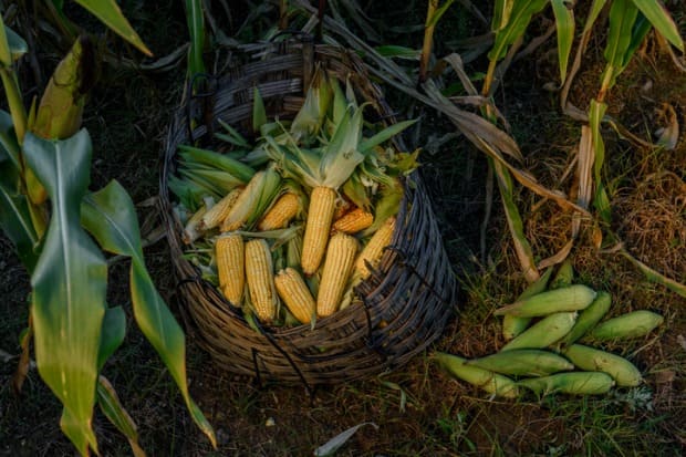 foto de uma colheita de milho