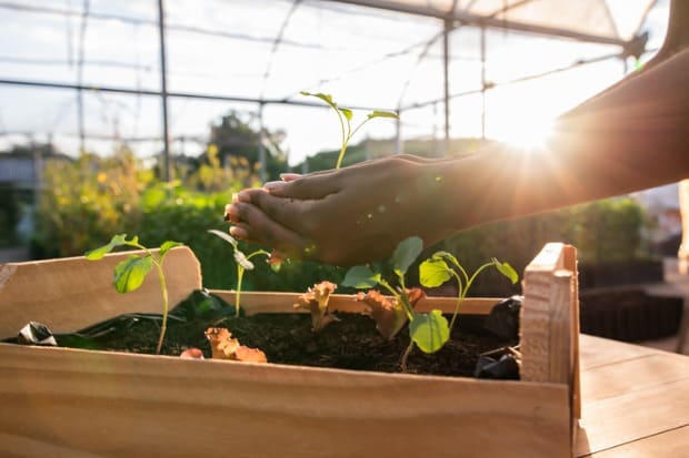 agricultura regenerativa e modo sustentável de produzir