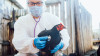 Gripe Aviária: impactos na saúde, economia e agronegócio